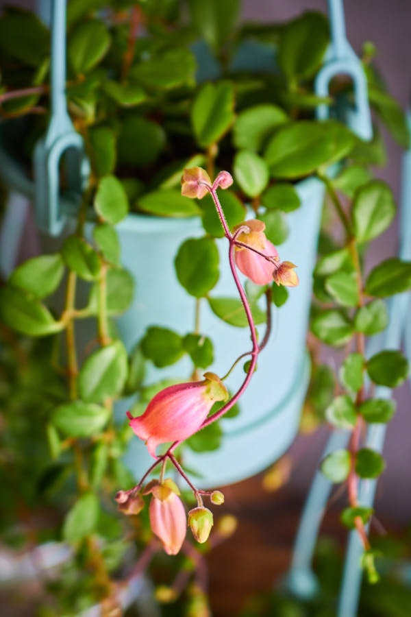 ����󥳥� �ե��ե�