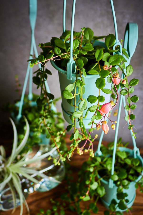 ����󥳥� �ե��ե�