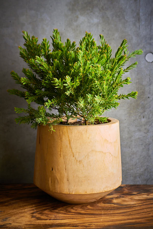 �������� �ƥ쥵