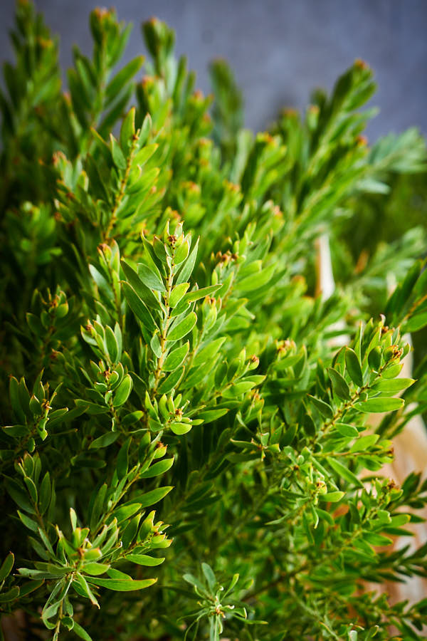 �������� �ƥ쥵