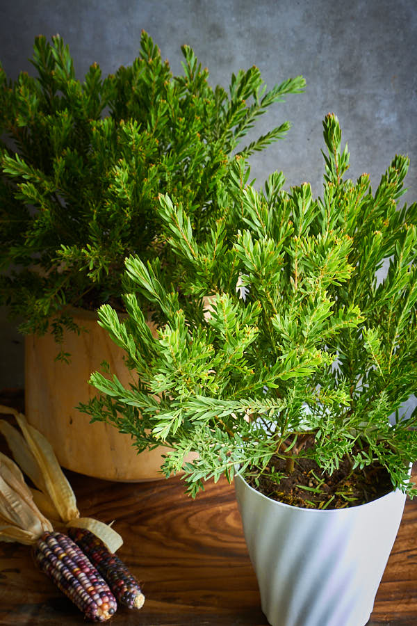 �������� �ƥ쥵