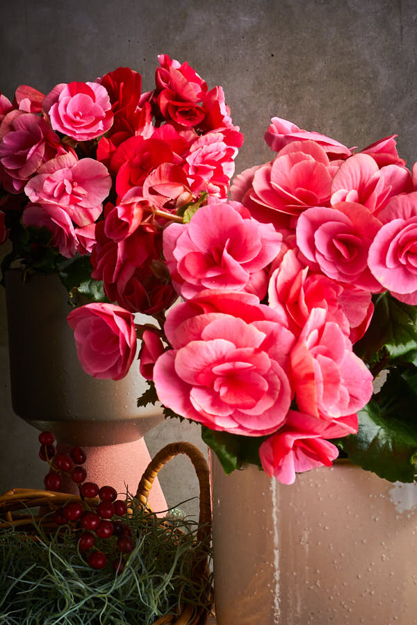 ��å����٥��˥������ȥ��٥꡼�ե������ 