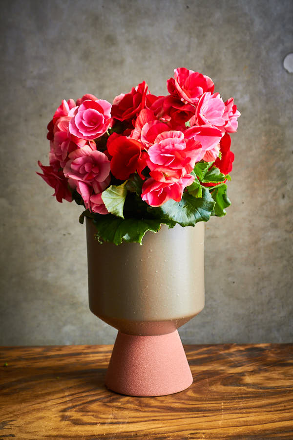 ��å����٥��˥������ȥ��٥꡼�ե������ 