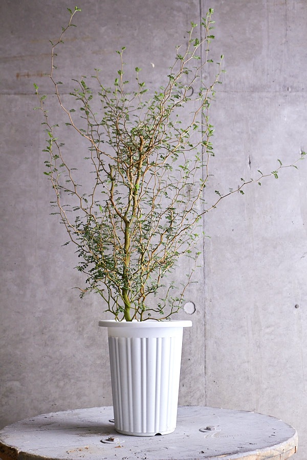 ソフォラ ミクロフィラ 観葉植物 Niko Flowers