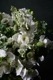 Gift Flower Bouquet եѥ֡330016500ߡǹˤޤǤӤޤ