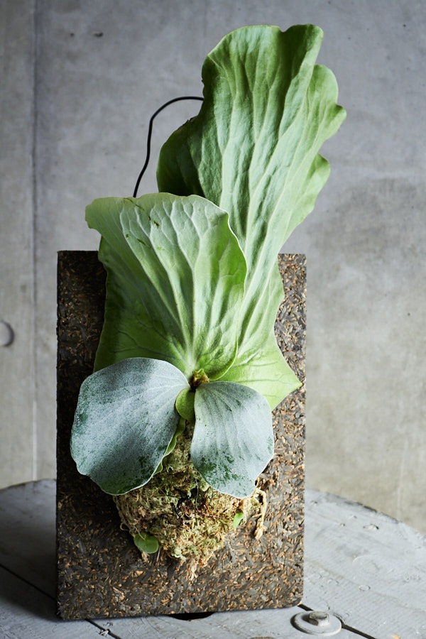 1_000000000242.jpg?1678209907