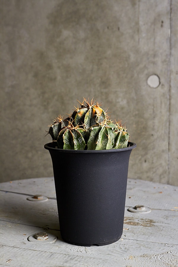 サボテン 般若 | サボテン・多肉植物 | NIKO FLOWERS+