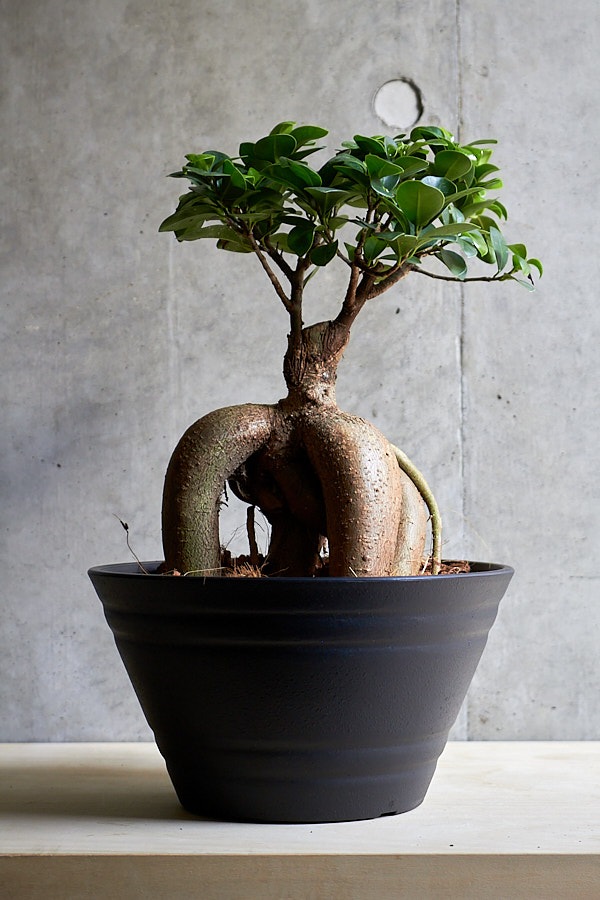 ガジュマル | 観葉植物・その他植物 | NIKO FLOWERS+