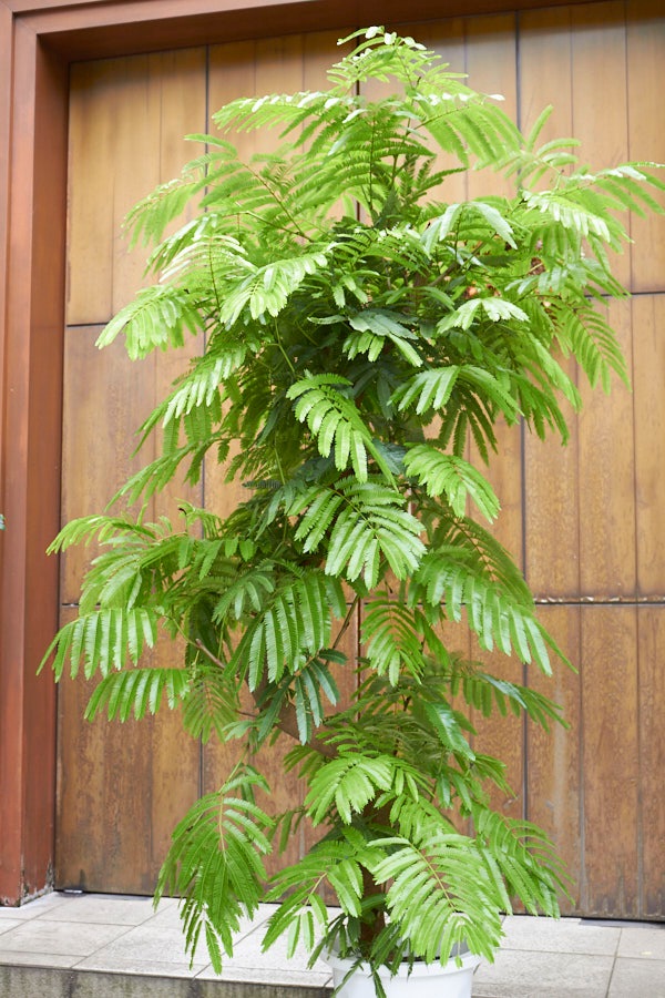 ���С��ե�å���