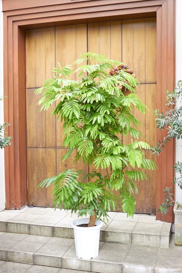 ���С��ե�å���