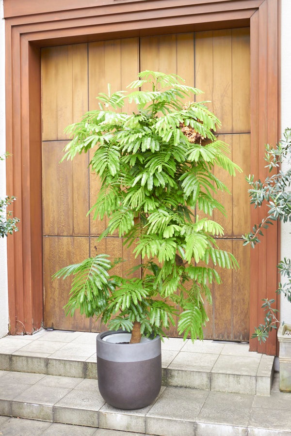 ���С��ե�å���