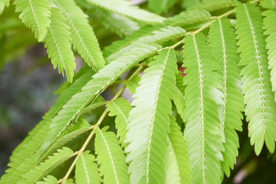 ���С��ե�å���