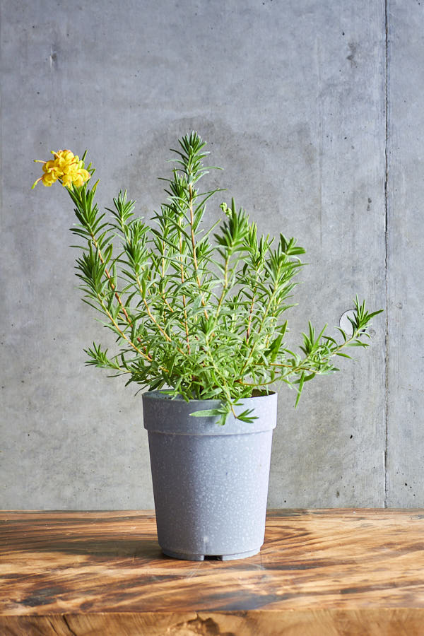 ����ӥ쥢 ���������ɥ��å�