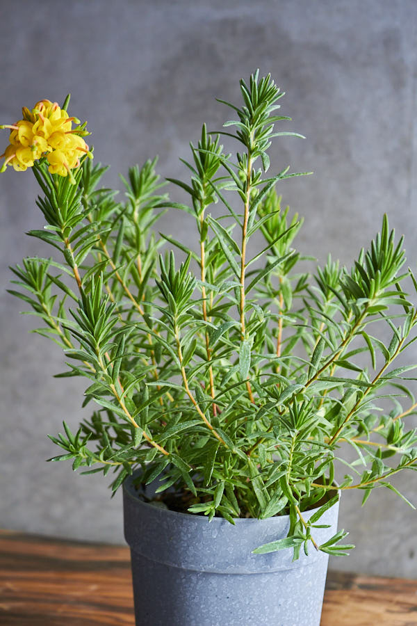 ����ӥ쥢 ���������ɥ��å�