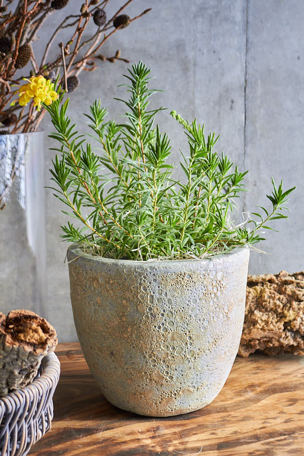 ����ӥ쥢 ���������ɥ��å�