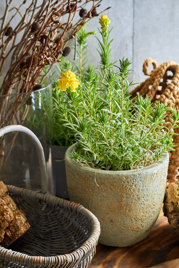 ����ӥ쥢 ���������ɥ��å�