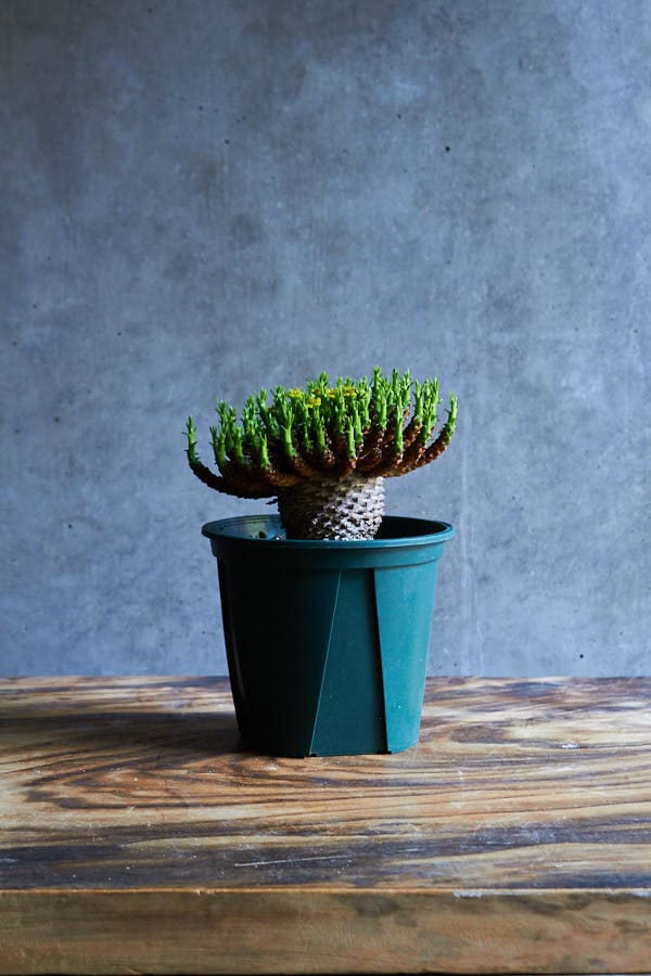 サピニー ユーフォルビア 実生① ユーフォルビア サピニー 実生 Euphorbia sapinii | HOIKAWA C