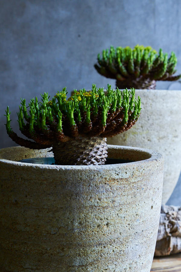 �桼�ե���ӥ� �ե饬�ˡ�