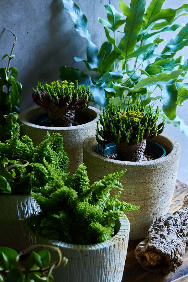 �桼�ե���ӥ� �ե饬�ˡ�