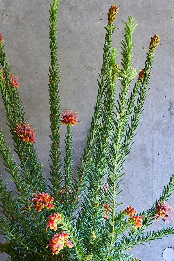 ����ӥ쥢 �ե����䡼�����