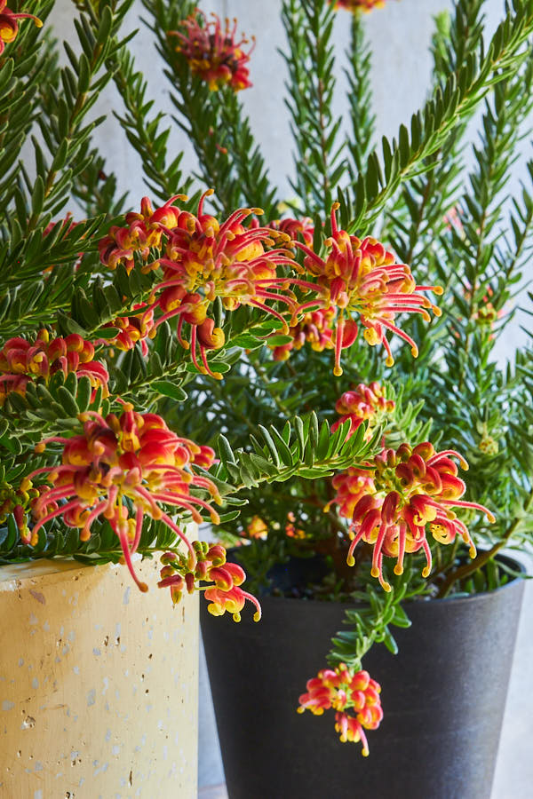 ����ӥ쥢 �ե����䡼�����