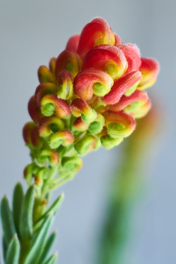 ����ӥ쥢 �ե����䡼�����