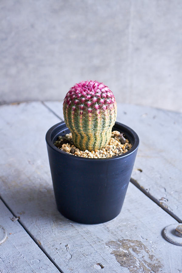 サボテン 紫太陽 サボテン 多肉植物 Niko Flowers