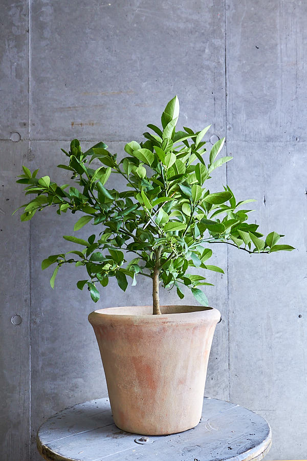 レモン 観葉植物 Niko Flowers