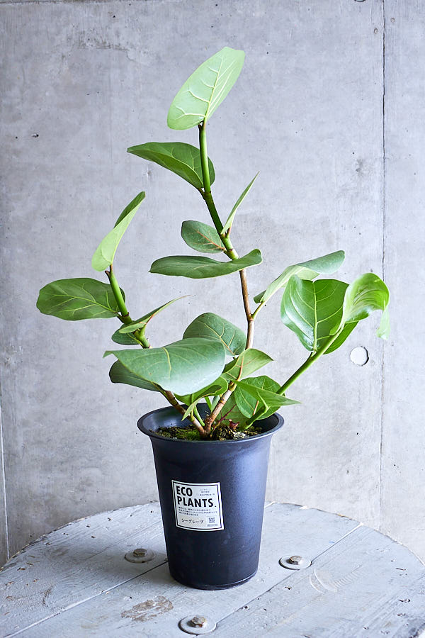 シーグレープ 観葉植物 Niko Flowers シーグレープ 観葉植物 Niko Flowers