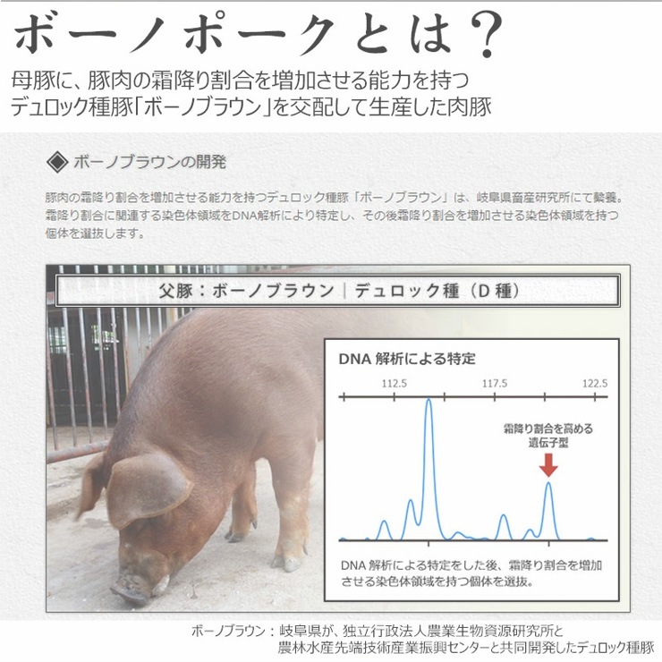ご当地 グルメ ボーノポークぎふ 岐阜県 国産 ブランド豚 ポークカレー 220g入 4食 化粧箱入 ギフト ひぐちのギフト
