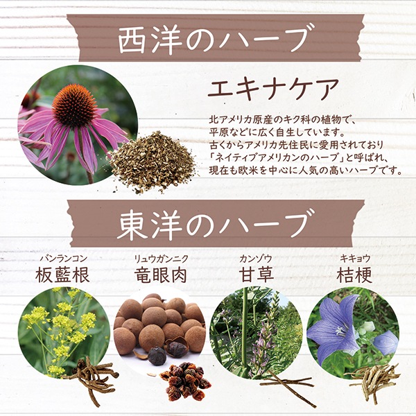 エキナケア のど飴 52g×10袋セット [ノンシュガー 個包装 メントール バンランコン ハーブエキス配合]
