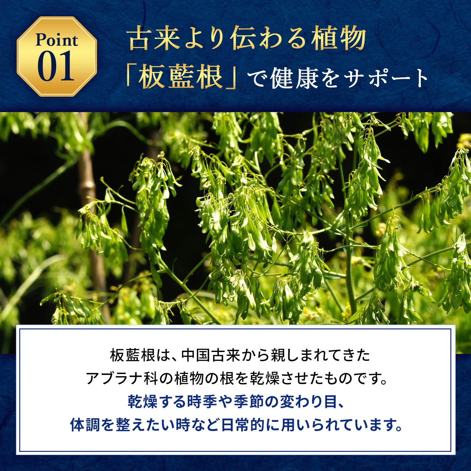 【公式】 口内マスク 板藍根 72個 [栄養機能食品] 日新薬品工業 | タブレット カテキン ビタミンC  バンランコン