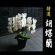 ☆父の日　花　 おすすめ！！　中輪　胡蝶蘭　アマビリス　特別割引　