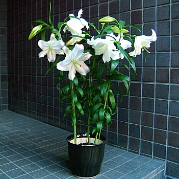 開店祝いはフラワーギフト屋の☆父の日 花 カサブランカ 鉢植え 特別価格