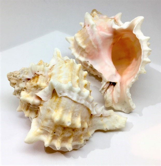 大特価 トリトントランペットシェル 1個売り かわいい貝殻 すべての商品 Nirvana Stone