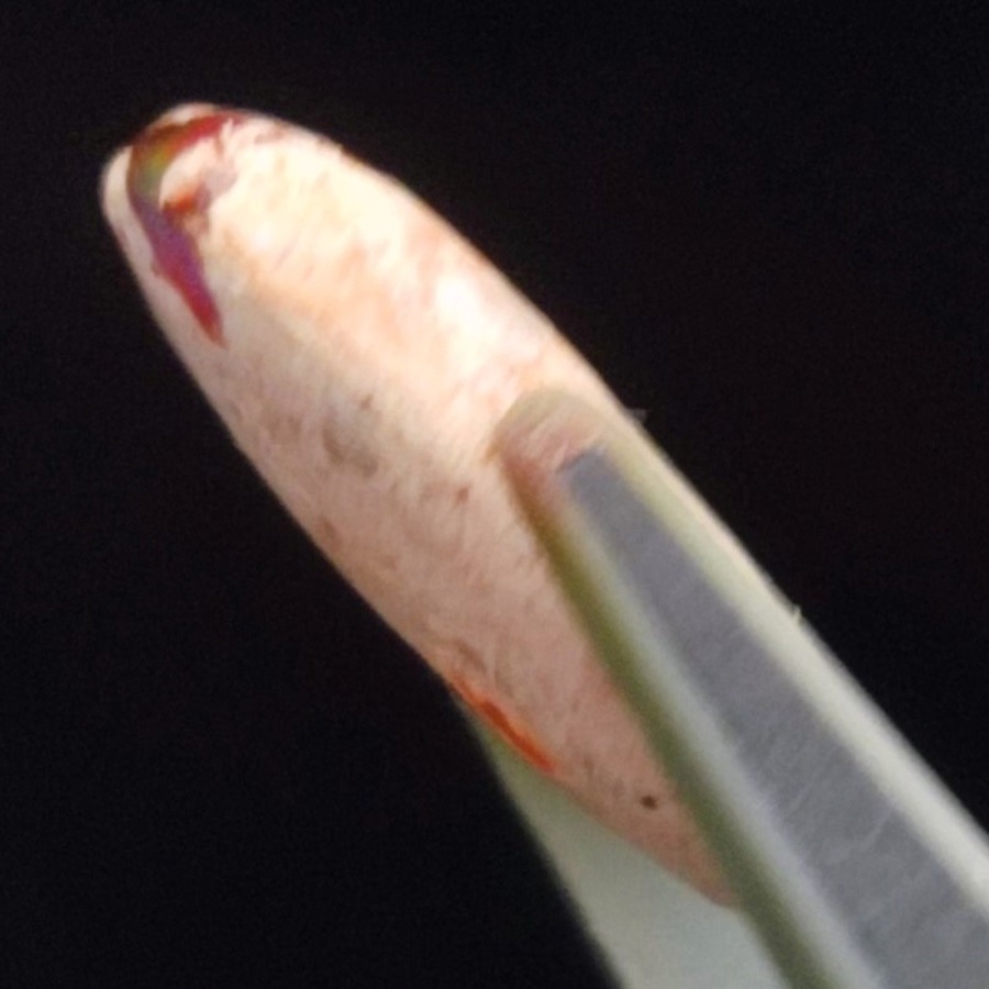 ����ƥ饪�ѡ��롡���ܥ����롼����3.43ct��1��ʪ