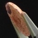 ƥ饪ѡ롡ܥ롼3.94ct1ʪ
