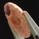 ƥ饪ѡ롡ܥ롼3.94ct1ʪ
