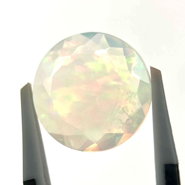 �ץ쥷�㥹���ѡ��롡���åȥ롼�����饦��ɡ���13.5mm��1��ʪ
