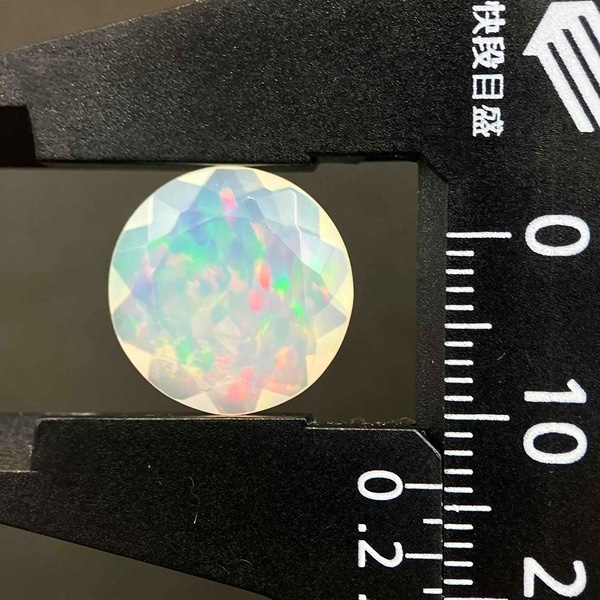 �ץ쥷�㥹���ѡ��롡���åȥ롼�����饦��ɡ���13.5mm��1��ʪ