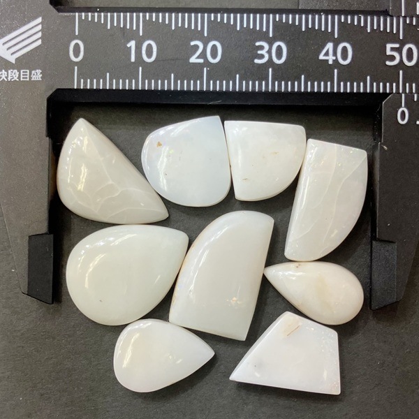 �ڻĤ�鷺�����ۥ������ȥ�ꥢ���ۥ磻�ȥ��ѡ��롡1γ���