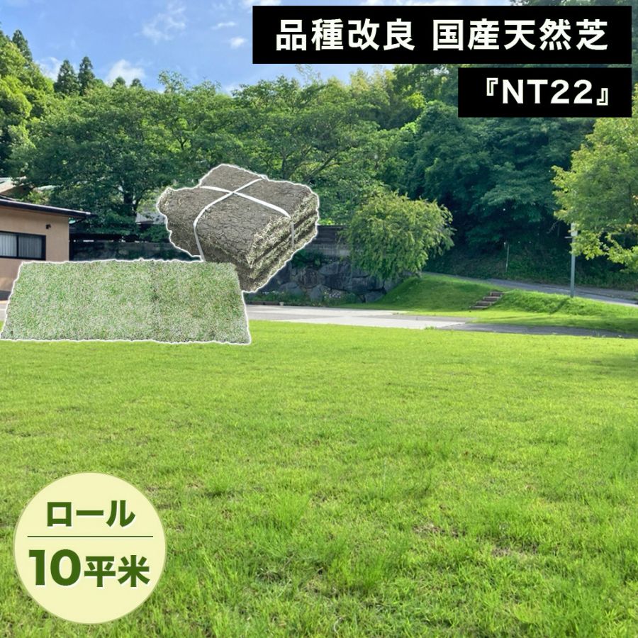 [ロール 10平米分] NT22 高級天然芝 省管理 高麗芝 国産 【通常便出荷】