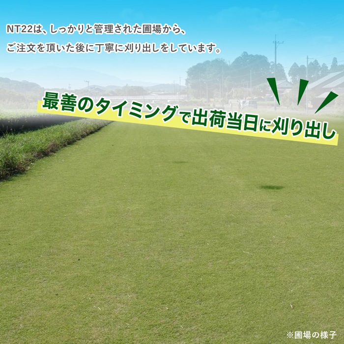 [ソッド 2平米分] NT22 高級天然芝 省管理 高麗芝 国産 【通常便出荷】