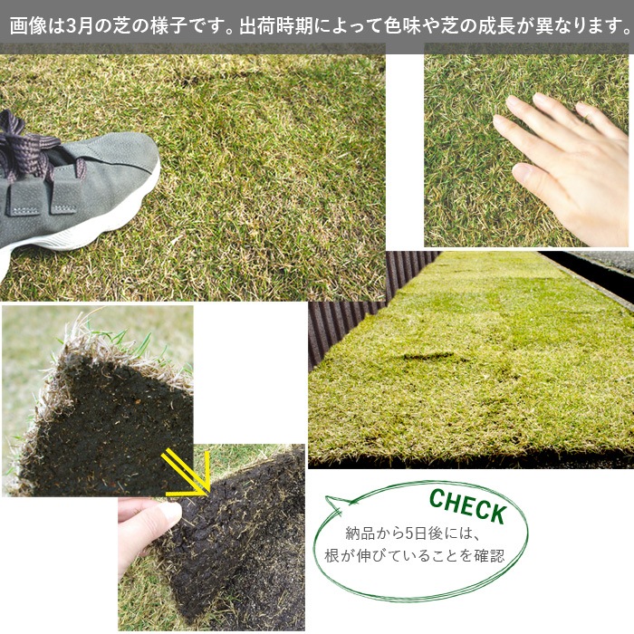[ロール 2平米分] NT22 高級天然芝 省管理 高麗芝 国産 【通常便出荷】