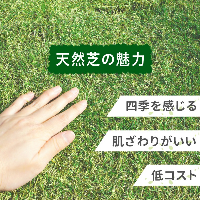 [ロール 2平米分] NT22 高級天然芝 省管理 高麗芝 国産 【通常便出荷】