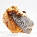 �ԥ����㡼�������� ��3039��