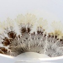 �ԥ����㡼�������� ��3046��