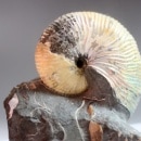 �����ʥ��Ȳ��� ��0853��