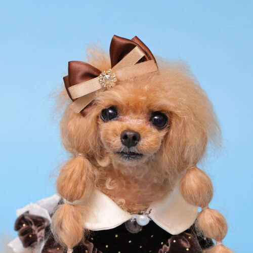 GODPIVA ビジューベルバレッタ 2025 秋 冬 【ゴッドピバ