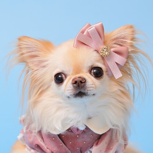 GODPIVA ビジューベルバレッタ 2025 秋 冬 【ゴッドピバ